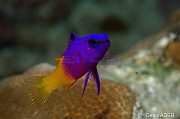Gramma loreto Serran nain royal-Bonaire Buddy Reef-14m-20180218nuit-Denis-ADER-DSC_6412_tn